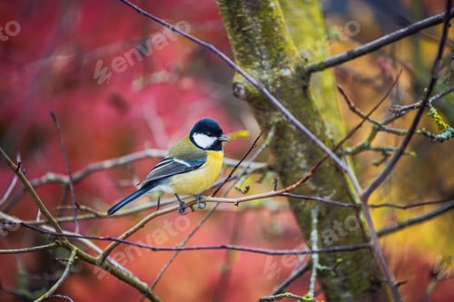 Preview: Great Tit bird sitting on a tree branch
