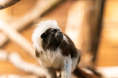 Preview: Black and white monkey perched atop a tree branch in the zoo