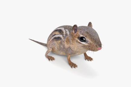 Preview: Eastern Chipmunk