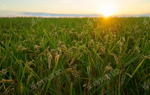 Preview: A large green rice field with green rice plants in rows in Valencia sunset.