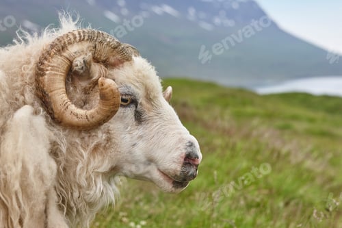 Preview: Icelandic lamb head detail. Seydisfjordur area. Livestock Iceland