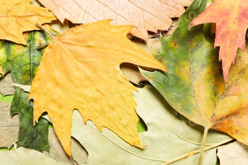 Preview: Autumn leaves on whole background, close up