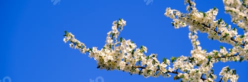 Preview: Close up of pink spring tree blossom. Web banner.