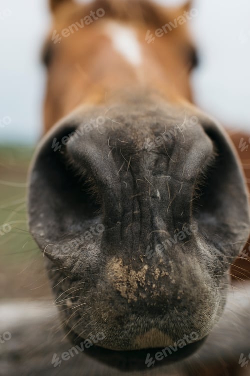 Preview: Close up portrait of horse's muzzle and nostrils