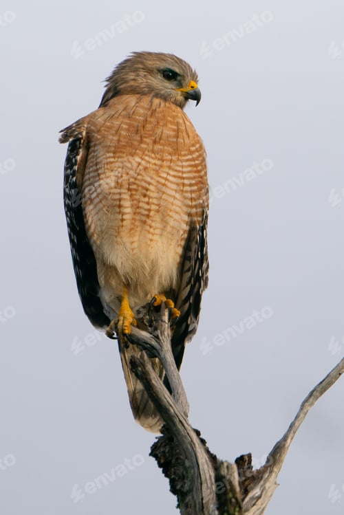 Preview: Red-shouldered Hawk