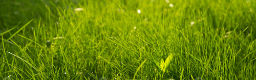 Preview: Green juicy grass on the lawn close-up at sunset. The border of the mown lawn.
