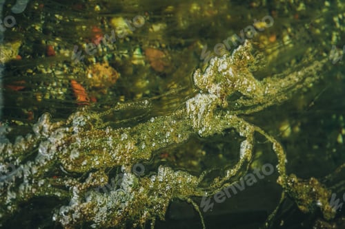 Preview: Abstract image of algae over water