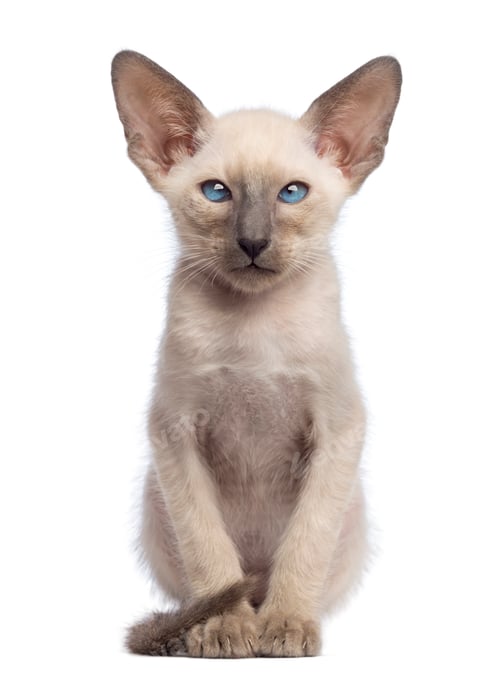 Preview: Oriental Shorthair kitten, 9 weeks old, sitting and looking at camera against white background