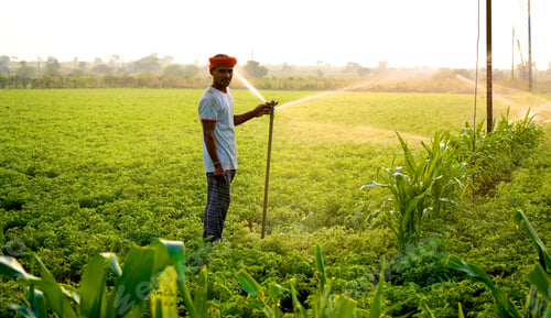 Preview: Indian farmer working in green chickpea garden