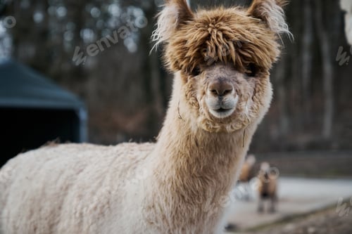 Preview: funny white alpaca looking at camera