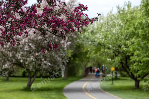 Preview: Pink blossoms with blurred park path background. People walking in garden in spring.