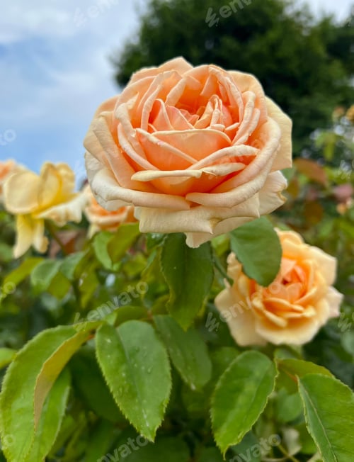 Preview: Beautiful blooming rose bush, orange bud with rose petals and green leaves