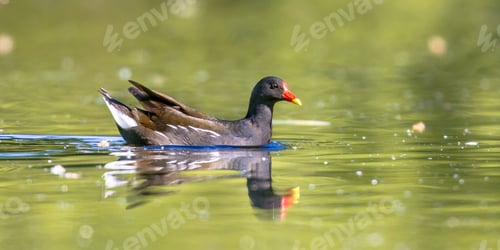 Preview: Common moorhen bird swimming in water