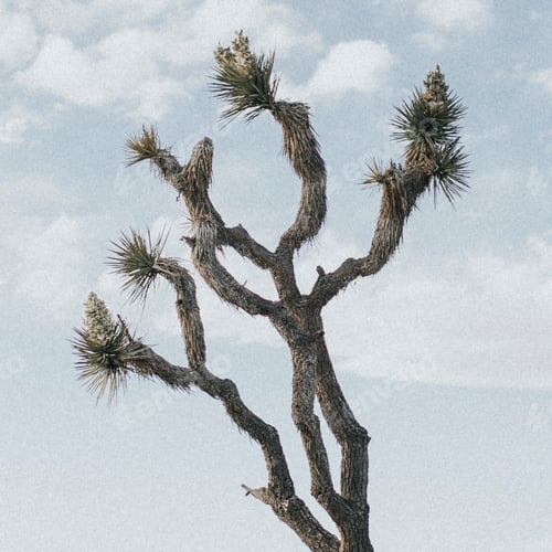 Preview: Lone Joshua tree in the Californian desert