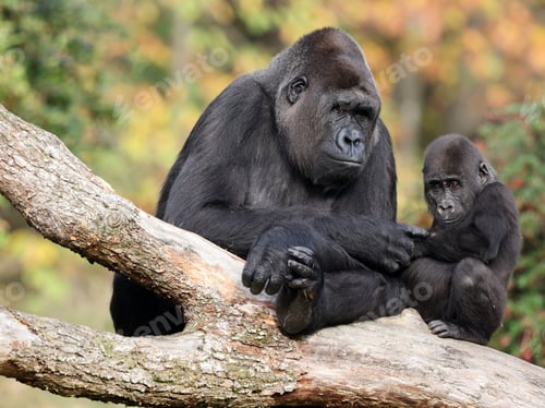 Preview: Close up shot of western Lowland Gorillas