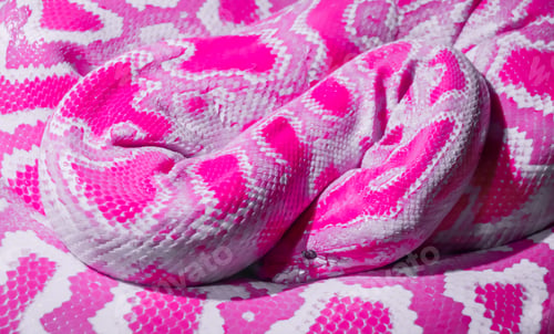 Preview: Punk snake