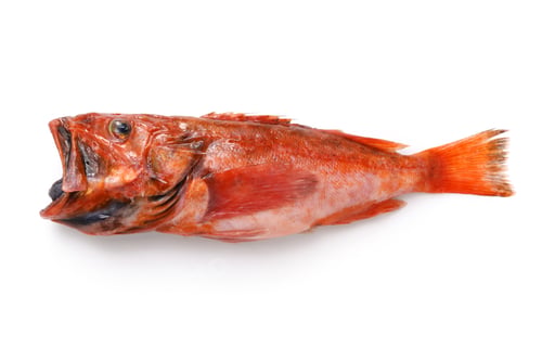 Preview: Delicious deep-sea fish that are not yet famous (Red deepwater scorpionfish)