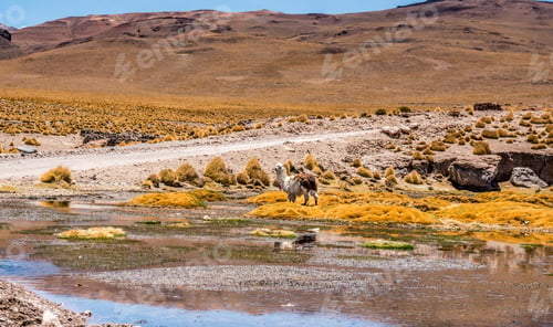 Preview: Lama on the background of Lagoon landscape in Bolivia