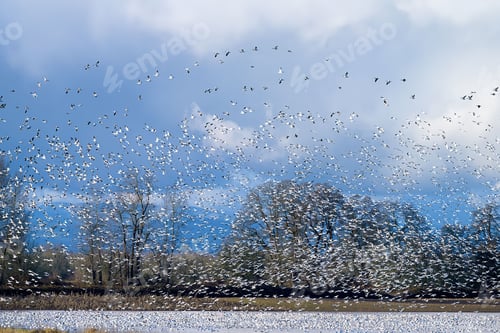 Preview: Flock of geese soaring gracefully over an expanse of still water surrounded by a lush forest