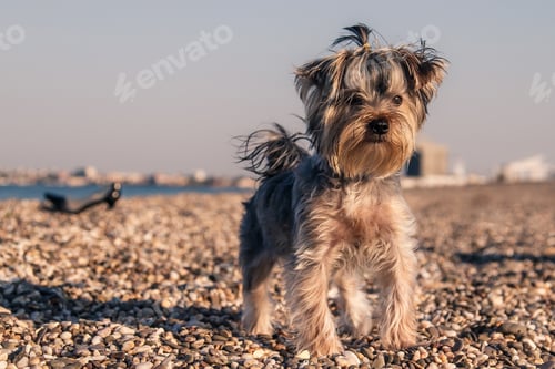 Preview: Cute pet