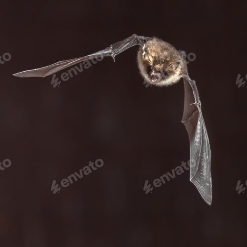Preview: bat Myotis nattereri in flight