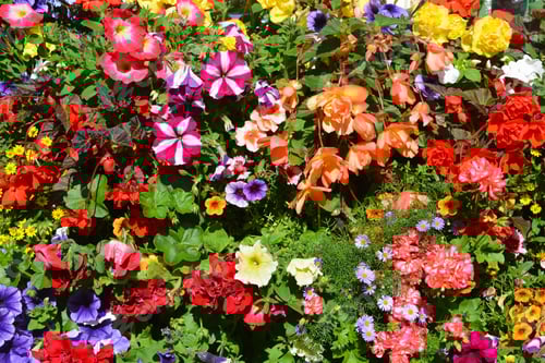 Preview: Bright, colourful mixed flowers growing outdoors in summer