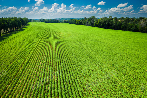 Preview: Green field of sunflowers in summer, aerial view
