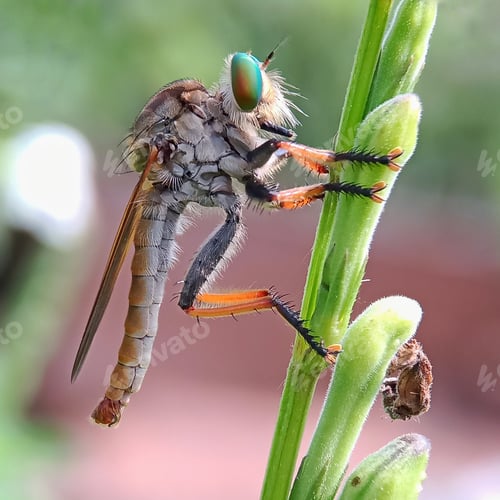 Preview: Robberfly