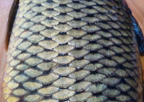 Preview: Closeup shot of carp scales