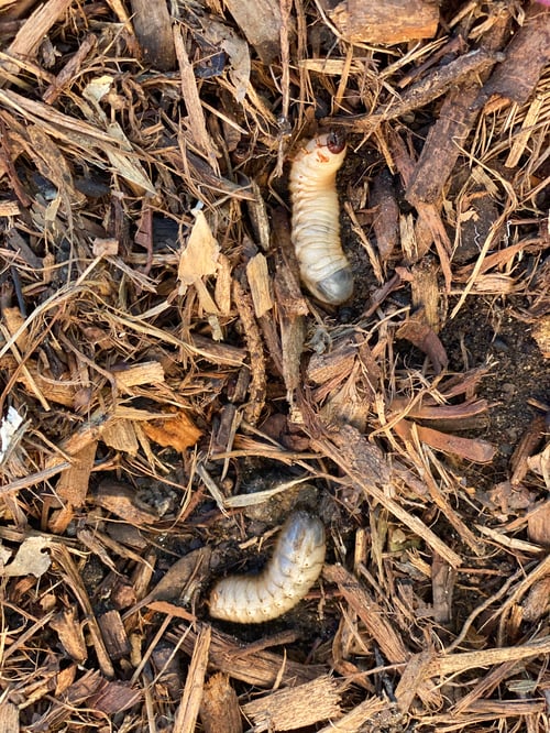 Preview: White grubs Eat the organic matter In the landscaped garden of mulch