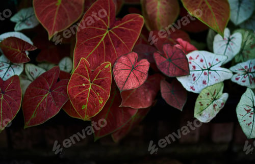 Preview: The colorful leaves in the botanical garden