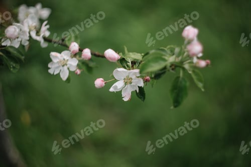 Preview: Spring banner, branches of blossoming cherry against background of blue sky on nature outdoors