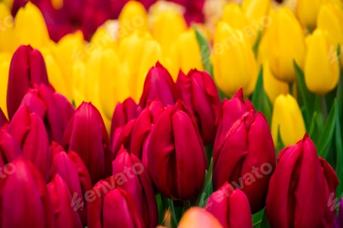 Preview: Tulip flower close up. Delicate bud, symbol of spring. Growing tulips at home.