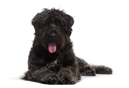 Preview: Bouvier des Flandres dog lying against white background