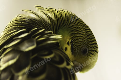 Preview: Closeup shot of a yellow Australian parakeet bird with a folded neck