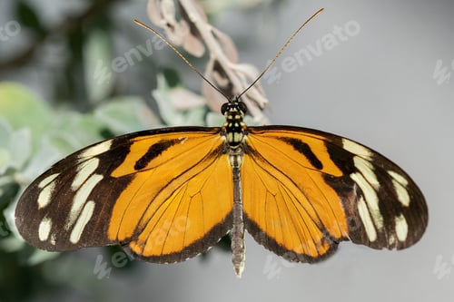 Preview: Hecale Longwing Butterfly