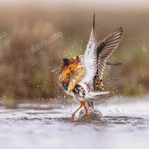 Preview: Ruff two birds fighting at lek