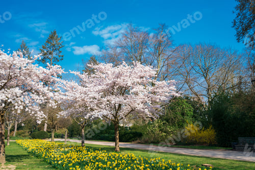 Preview: Cherry Blossom Garden scenery in spring. garden blossoming on sunny spring day