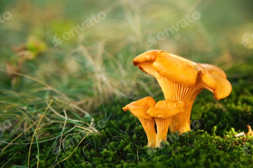 Preview: Chanterelle mushrooms in a forest. Edible mushrooms.