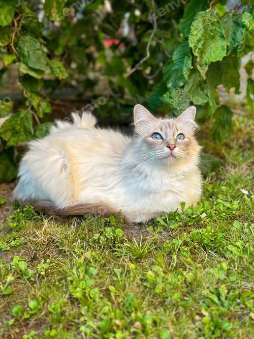 Preview: cute kitty with blue eyes playing at a garden