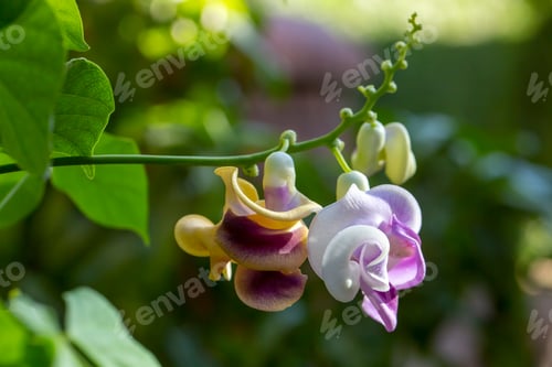 Preview: Vigna Caracalla close up, known as Snailflower, with amazing scent