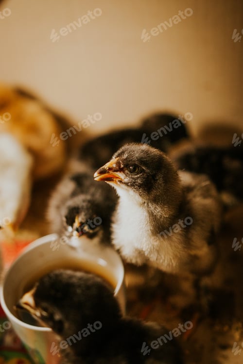 Preview: Baby chicks in the house