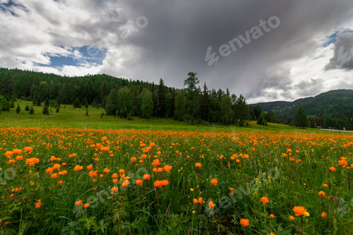 Preview: Amazing views of the flowery meadow on background of the mountains. Orange Globeflowers.