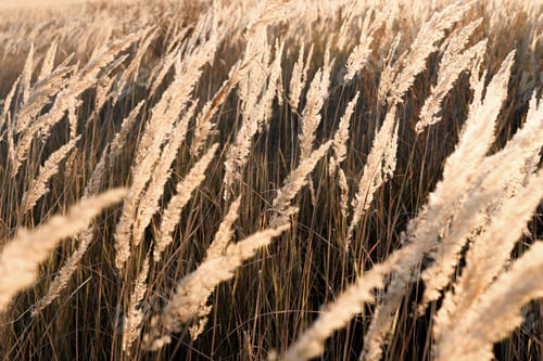 Preview: Beautiful branches of pampas grass in the meadow with the setting sun.