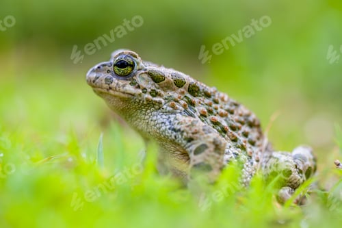 Preview: Green toad in Grass