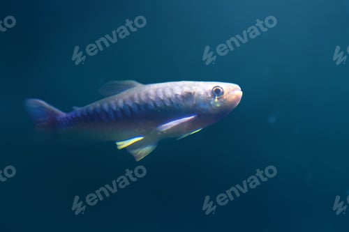 Preview: Tucan Fish (Chalceus erythrurus) - Freshwater Fish