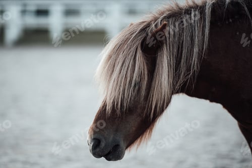 Preview: Horse