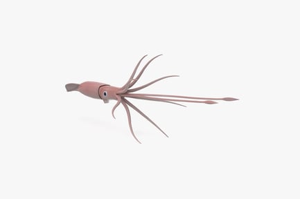 Preview: Colossal Squid Architeuthis