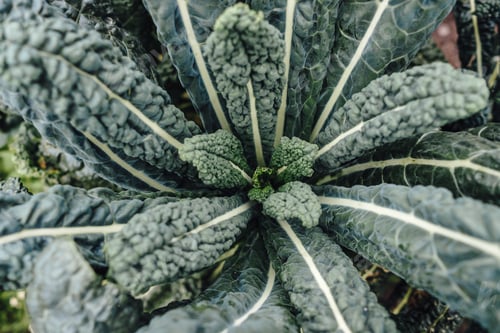 Preview: Black Cabbage