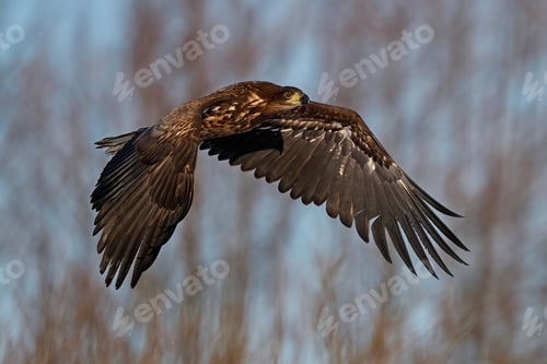 Preview: White-tailed eagle (haliaeetus albicilla)